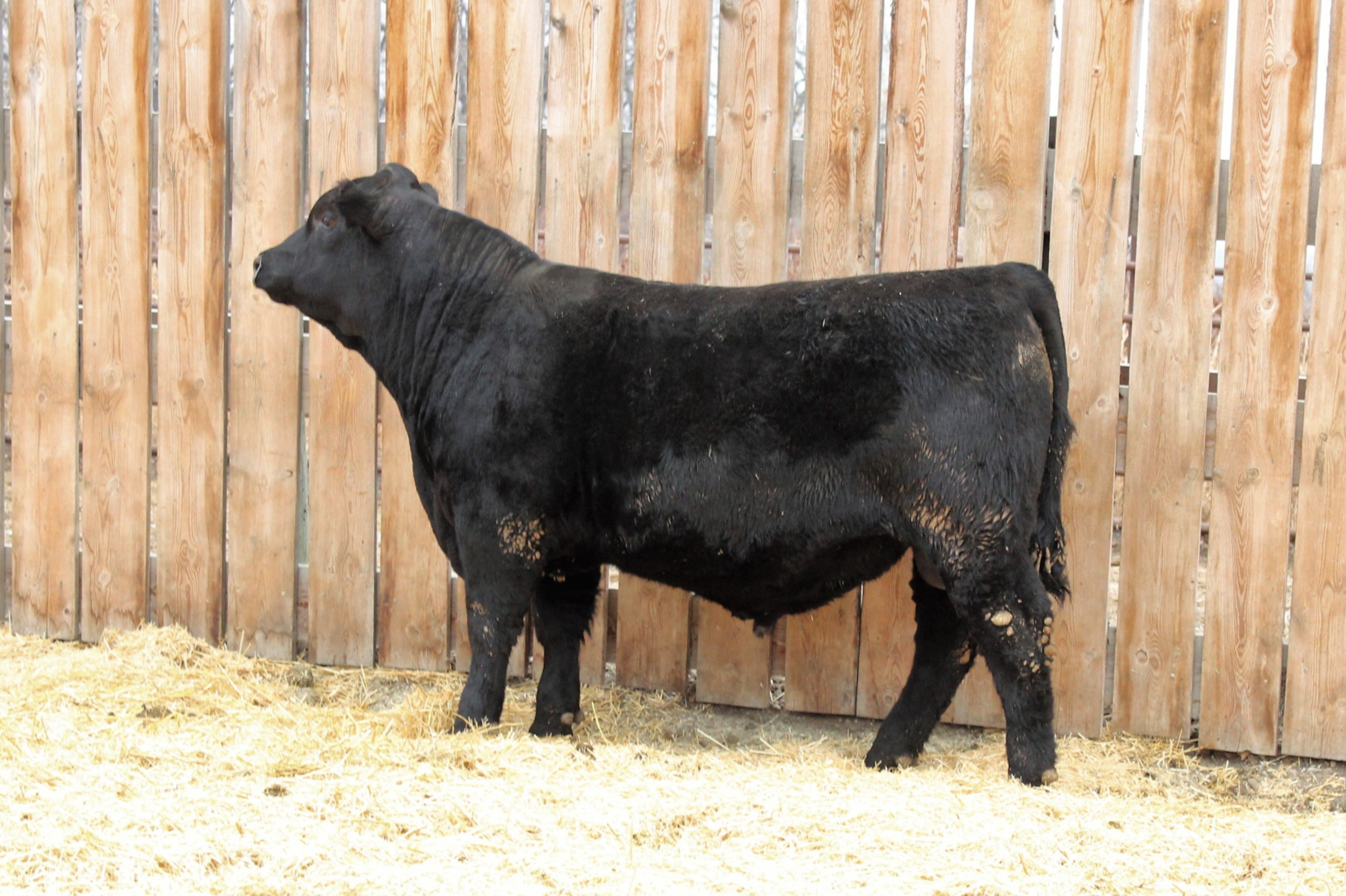 Lot 1