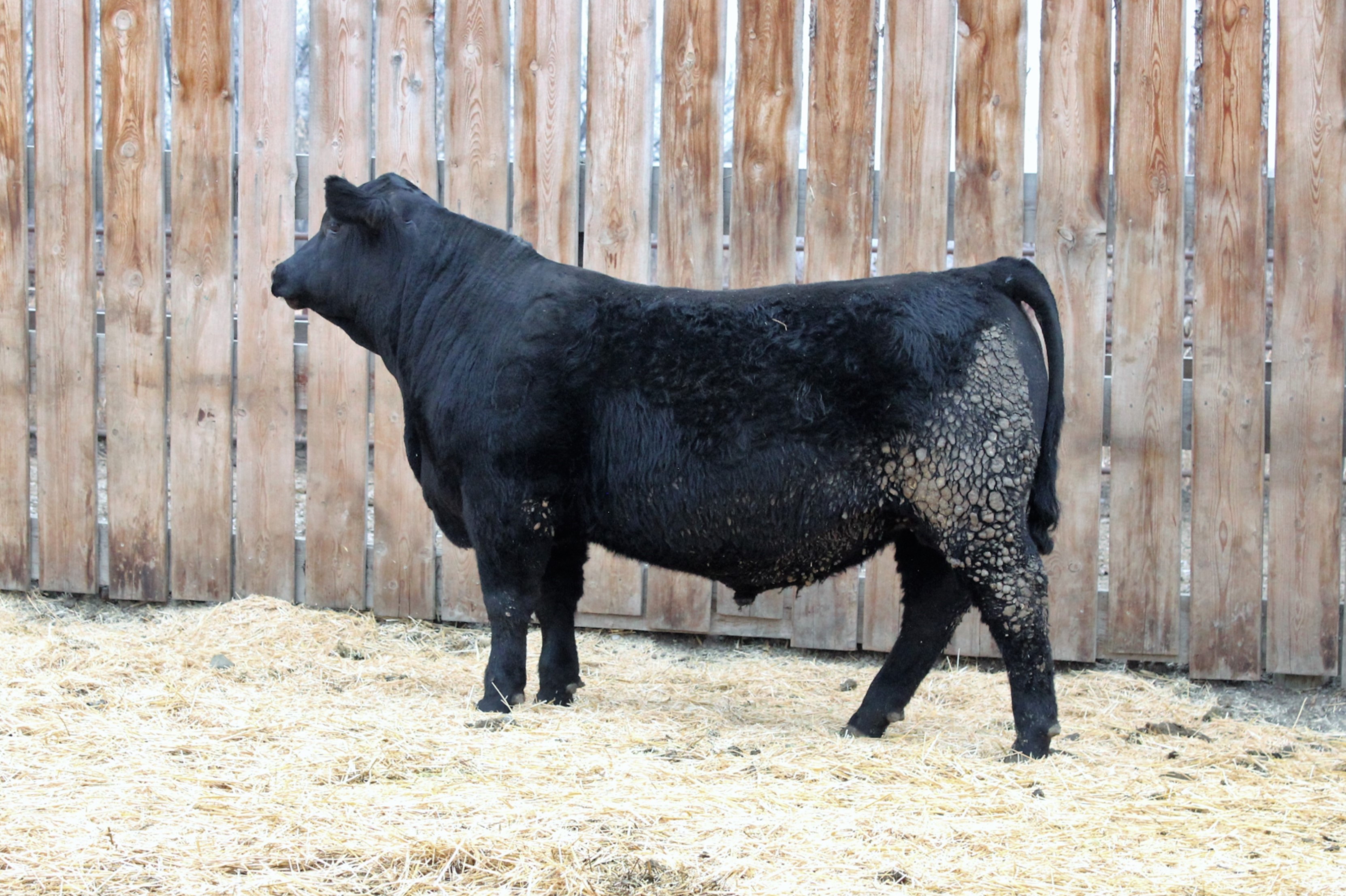 Lot 31
