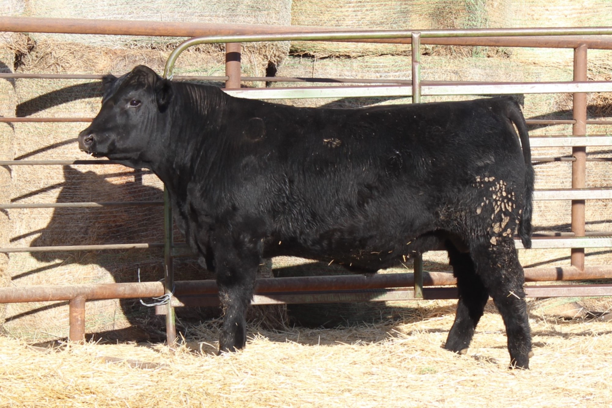 Lot 45