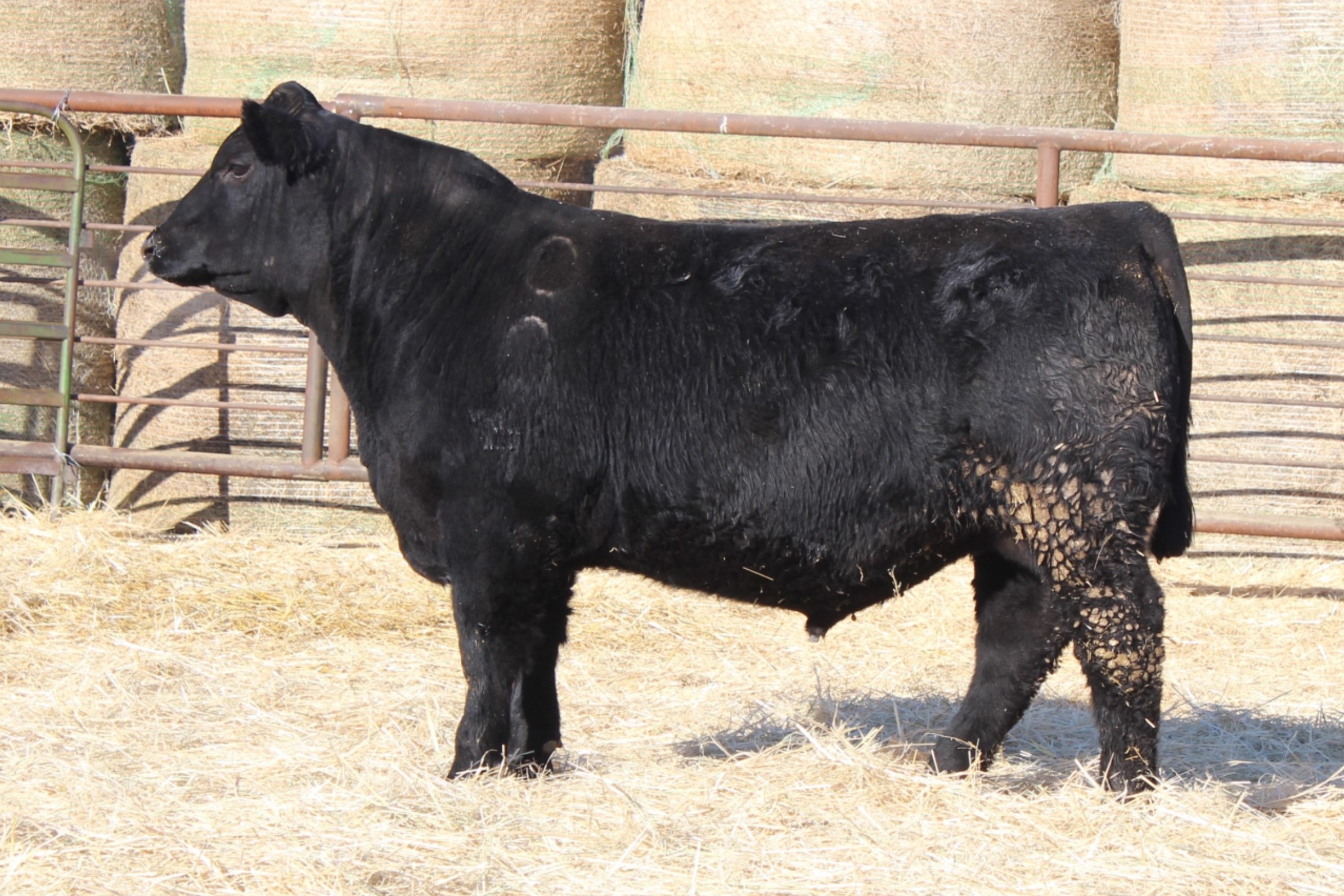 Lot 12