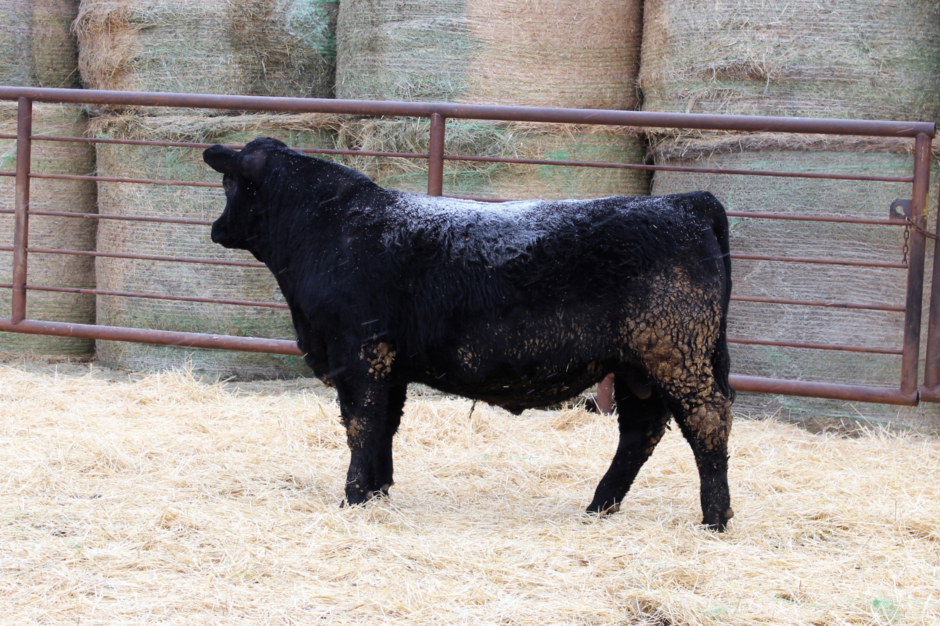 Lot 87