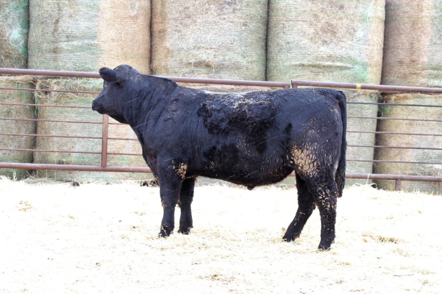 Lot 101