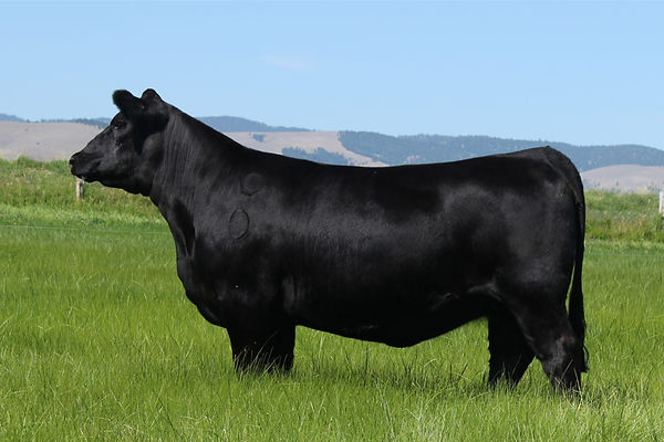 Angus Stock Ranch Skinner Ranch Seedstock, Hall, MT, Angus and Optimizer Cattle
