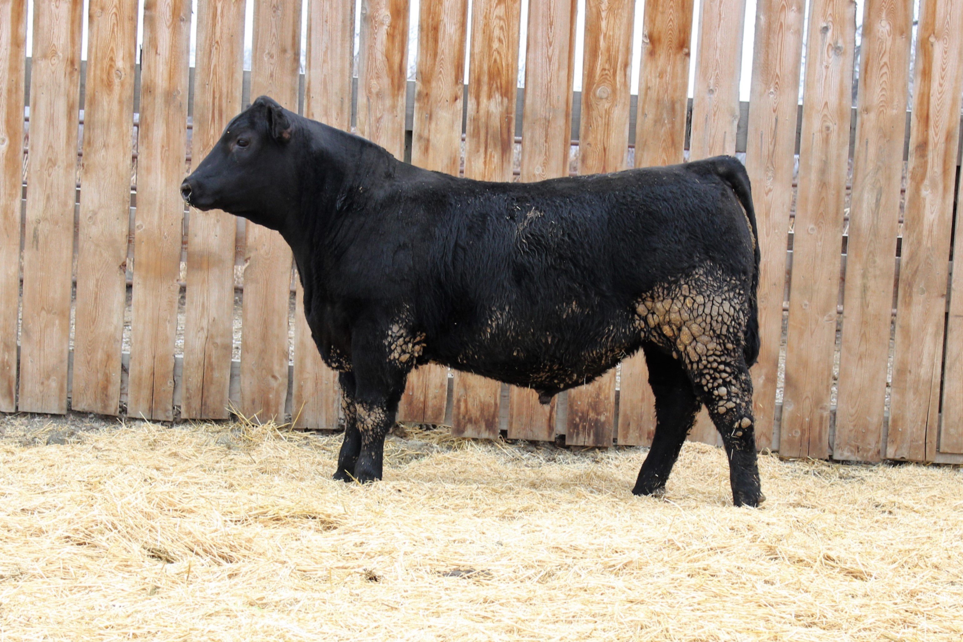 Lot 6