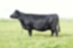 SRS Blackbird 8130U