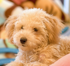 犬