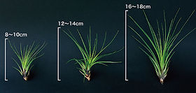 エアープランツの商品紹介｜エアープランツの南紀グリーンハウス | 日本