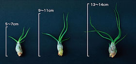 エアープランツの商品紹介｜エアープランツの南紀グリーンハウス | 日本