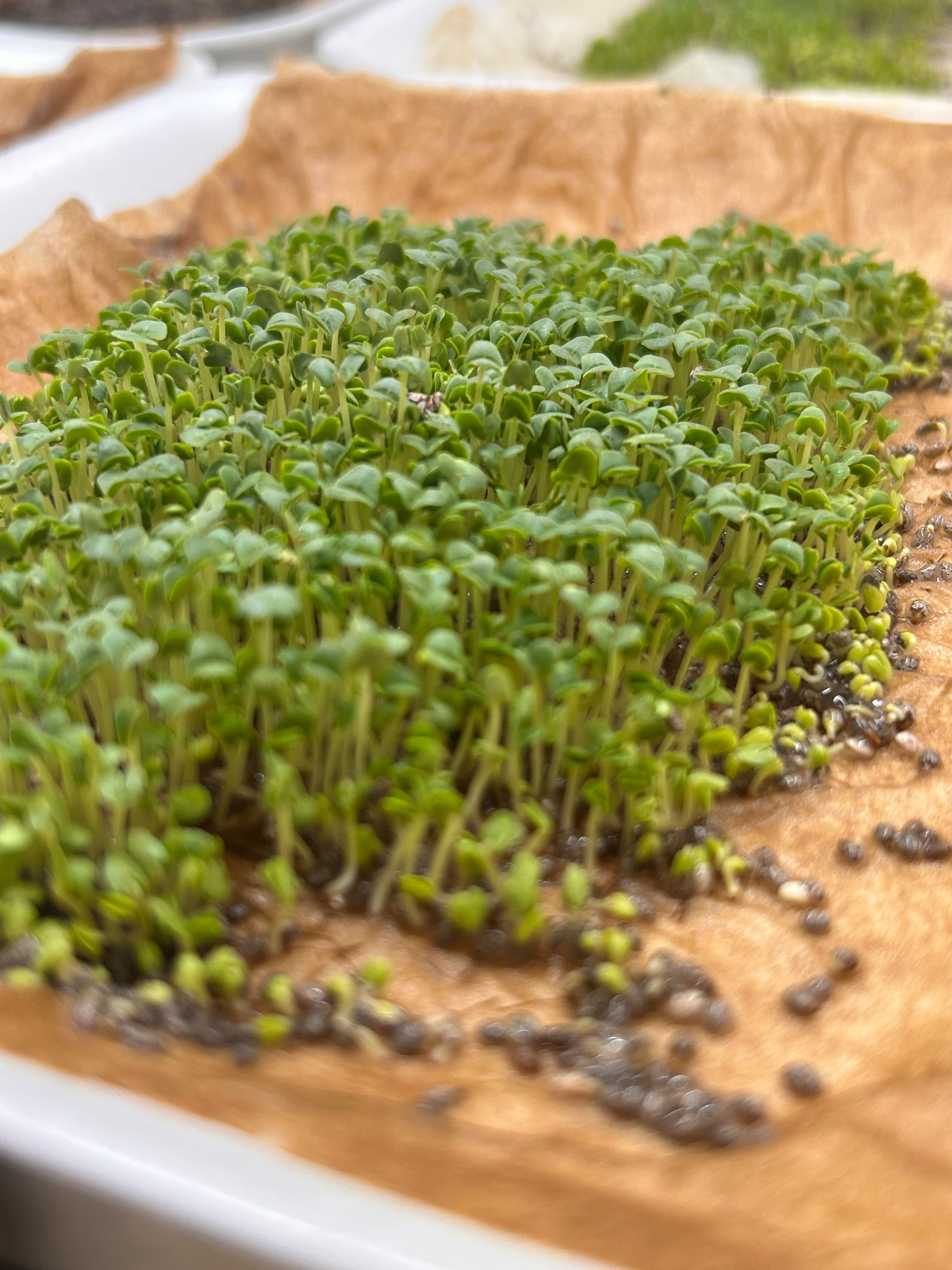 Organic Chia MicroGreens