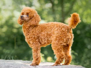 Miniature Poodle