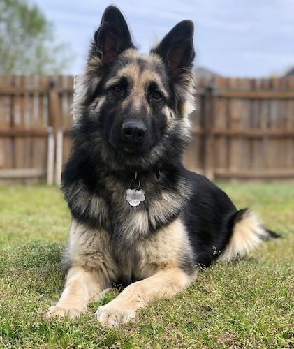 German Shepherd