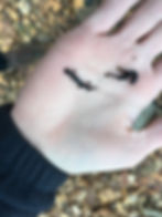 ree