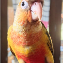 funny companions that will make you laugh daily. Violet Conures are our Number One Pet Bird