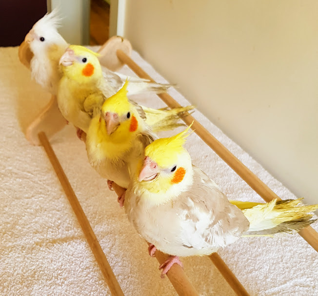 Baby Cockatiels