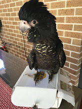 Red Tail Black Cockatoo