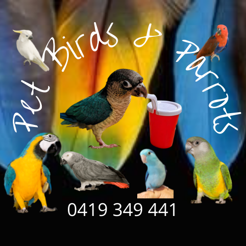 Pet Birds For Sale | Pet Birds and Parrots Pet Birds For Sale | Pet Birds and Parrots
