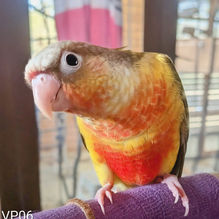 funny companions that will make you laugh daily. Violet Conures are our Number One Pet Bird