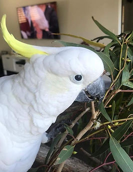 Sulphur Crested Cockatoo