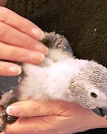 African Grey baby.jpeg