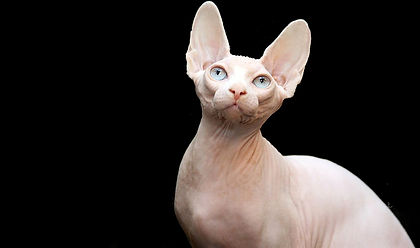 Sphynx5.jpg