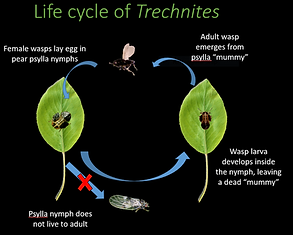 Trechnites life cycle.PNG