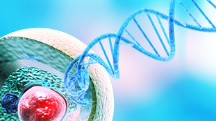 Stages, cycles and ingredients for growth