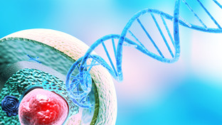 Stages, cycles and ingredients for growth