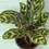 Thumbnail: Calathea Mini Mac