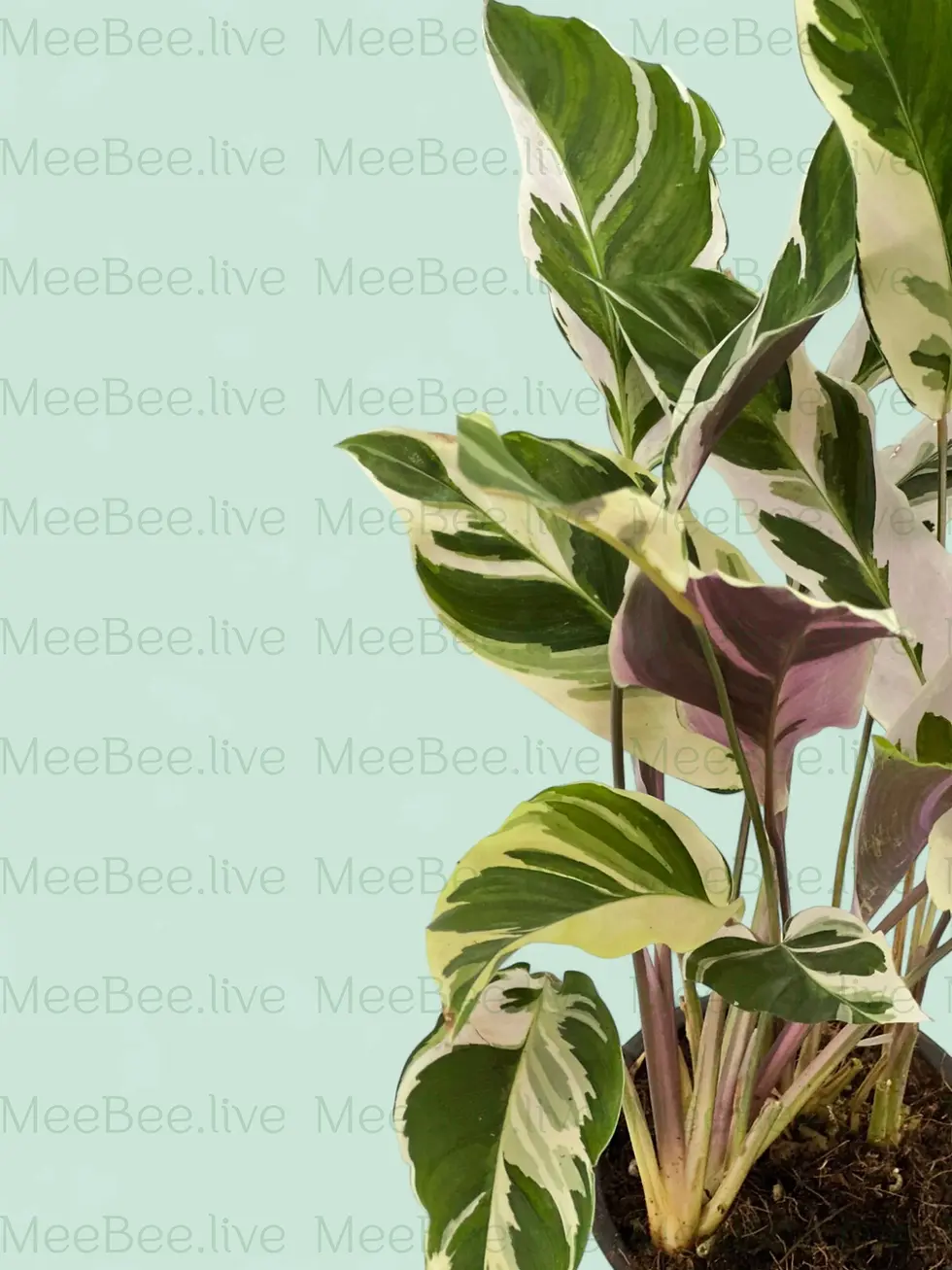 Thumbnail: Calathea White Fusion