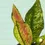 Thumbnail: Aglaonema Heng Heng