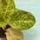Thumbnail: Aglaonema Pink Emerald