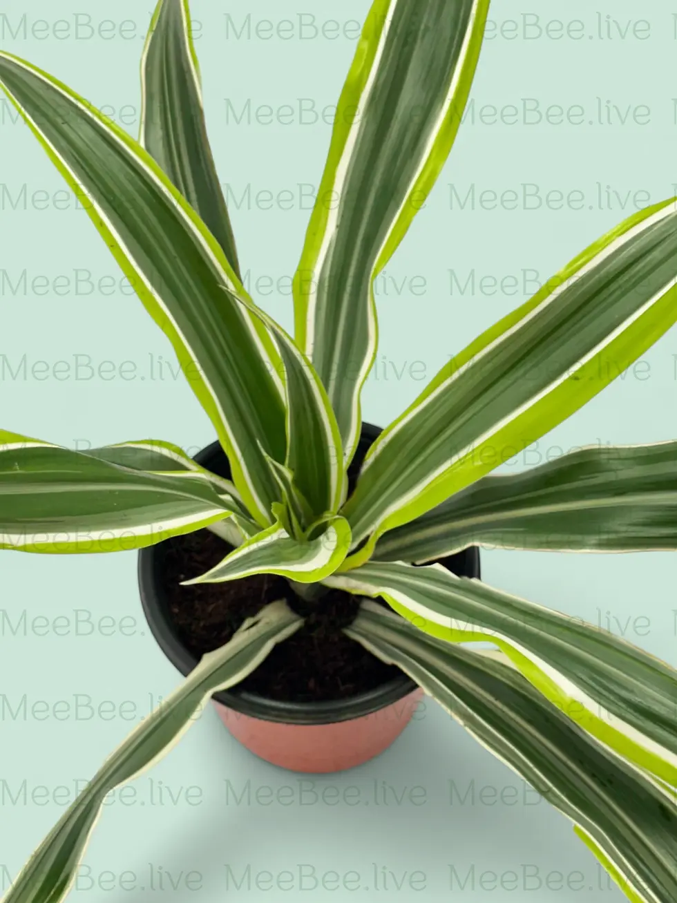 Thumbnail: Dracaena Lemon Lime