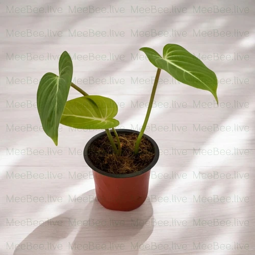 blomster og planter Mine frste blomster og spiselige planter