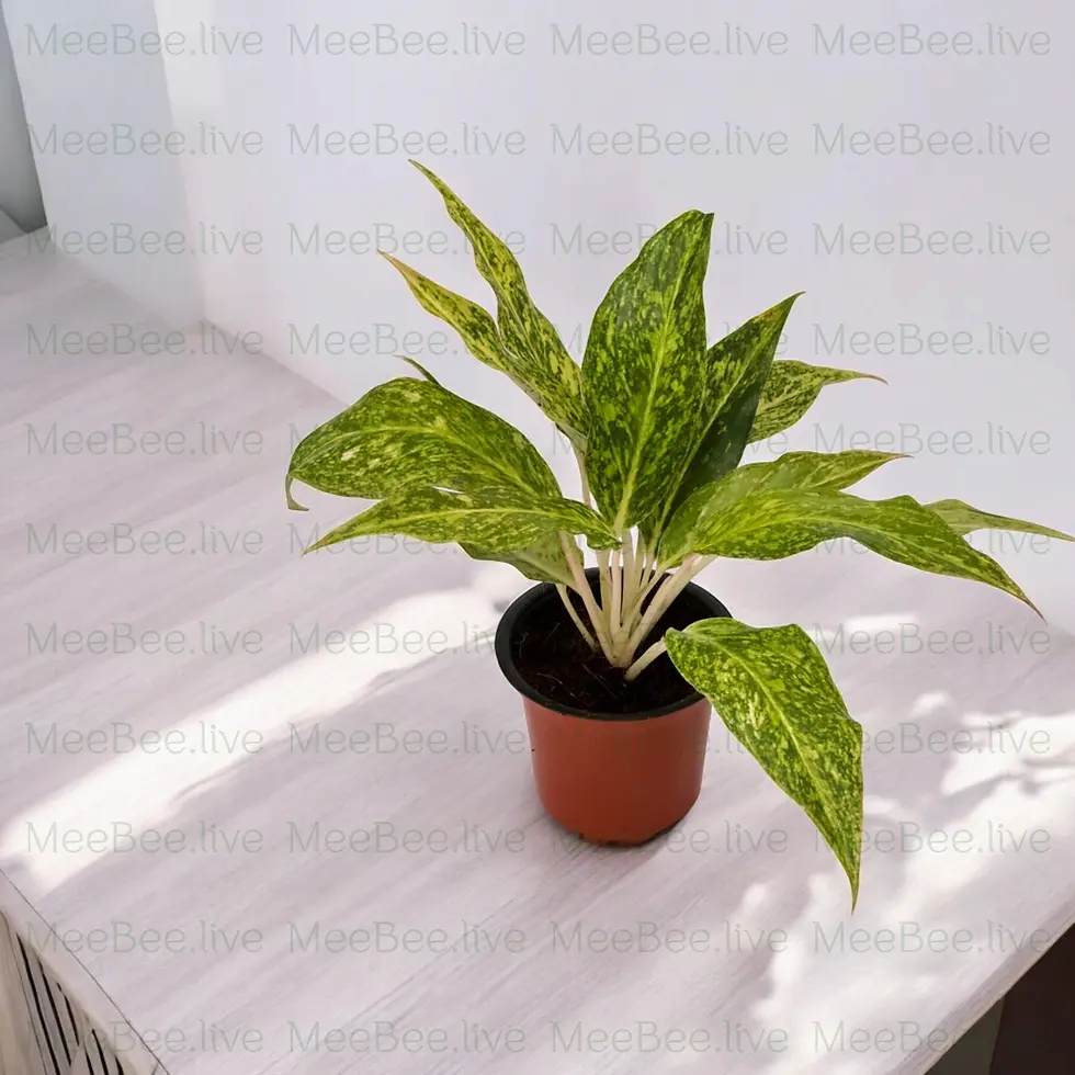 Aglaonema Stardust