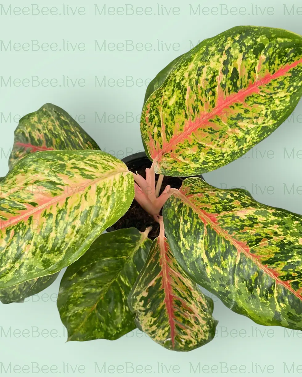 Thumbnail: Aglaonema Ten Carat