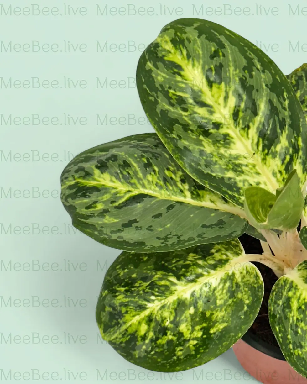 Thumbnail: Aglaonema Green Papuma