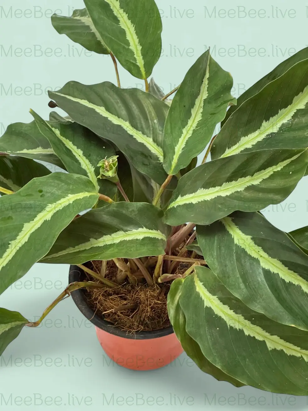 Thumbnail: Calathea Medio Picta