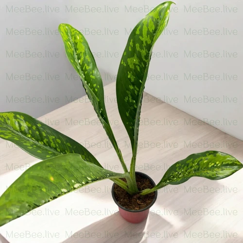 indoor succulent planter Small White Rectangular Succulent Plant Pot