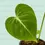 Thumbnail: Philodendron gloriosum Zebra