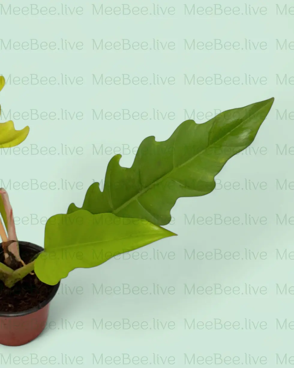 Thumbnail: Philodendron Golden Saw