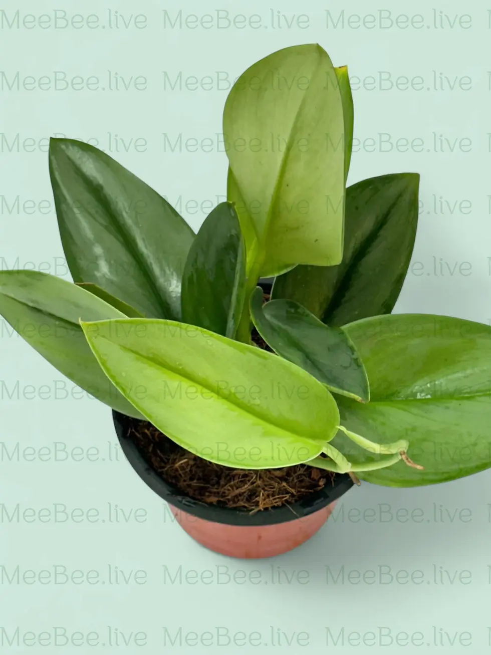 Thumbnail: Scindapsus Moonlight