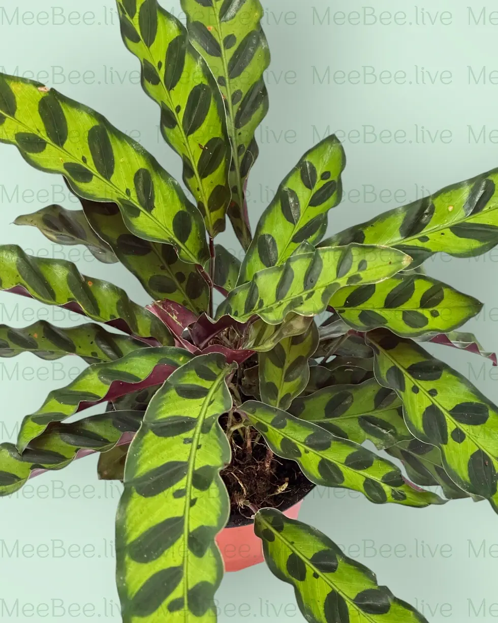 Thumbnail: Calathea insignis