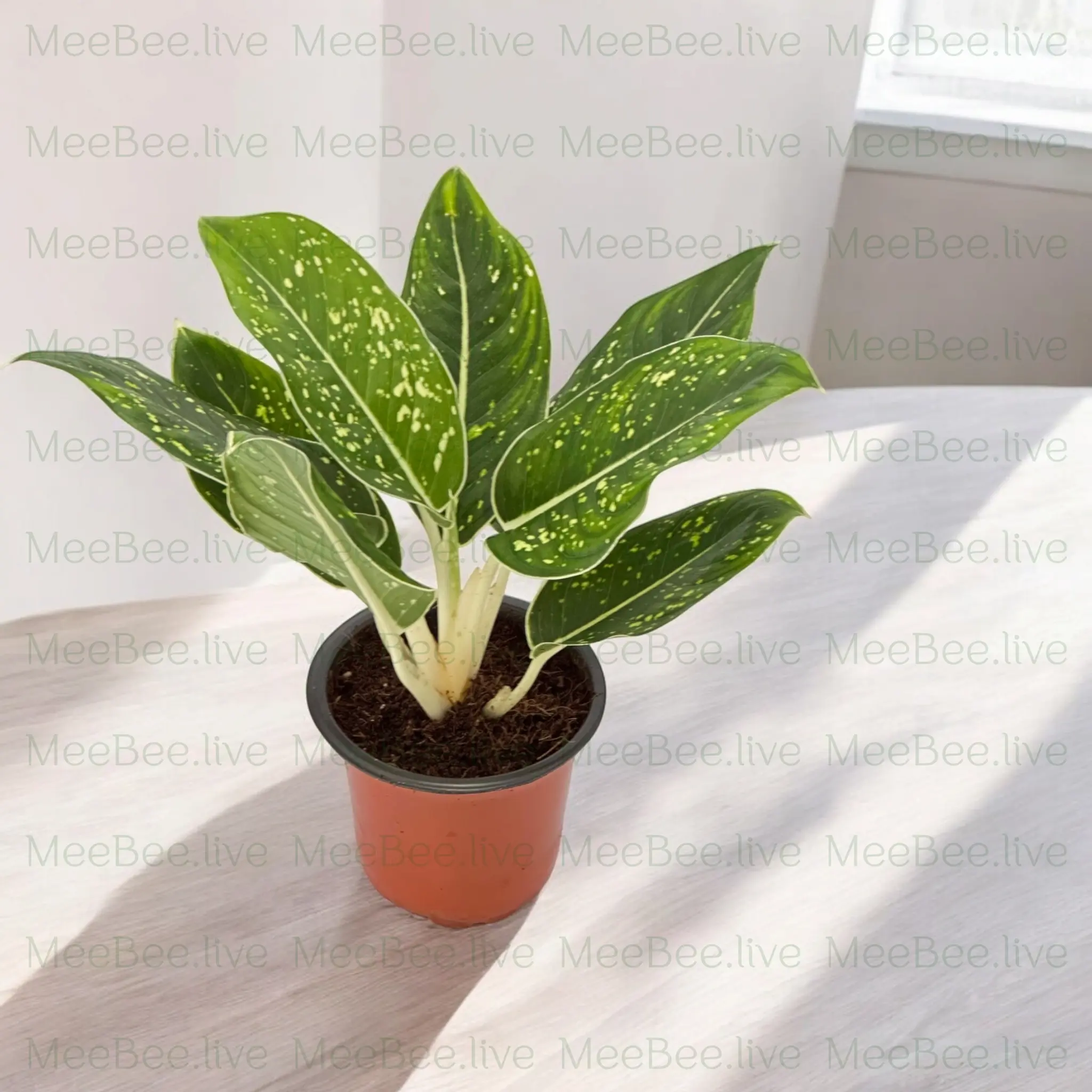 Aglaonema Sparkling Star
