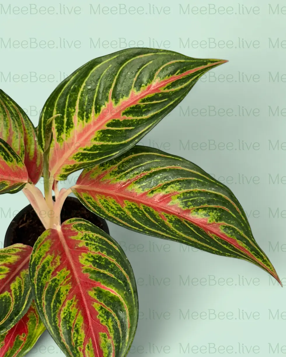 Thumbnail: Aglaonema Red Panama