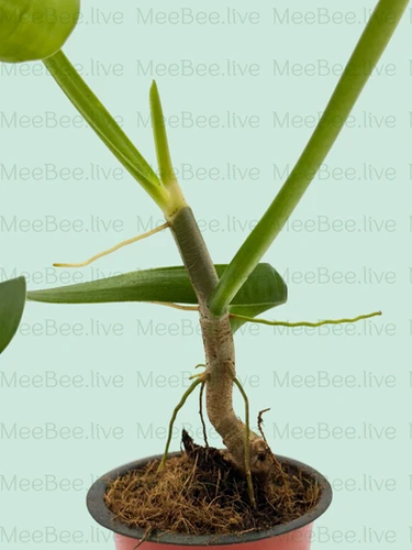 philodendron scandens neon Philodendron Neon 'Lemon Lime' Plant in a Ceramic Pot  Plants & Plants  Supercentre