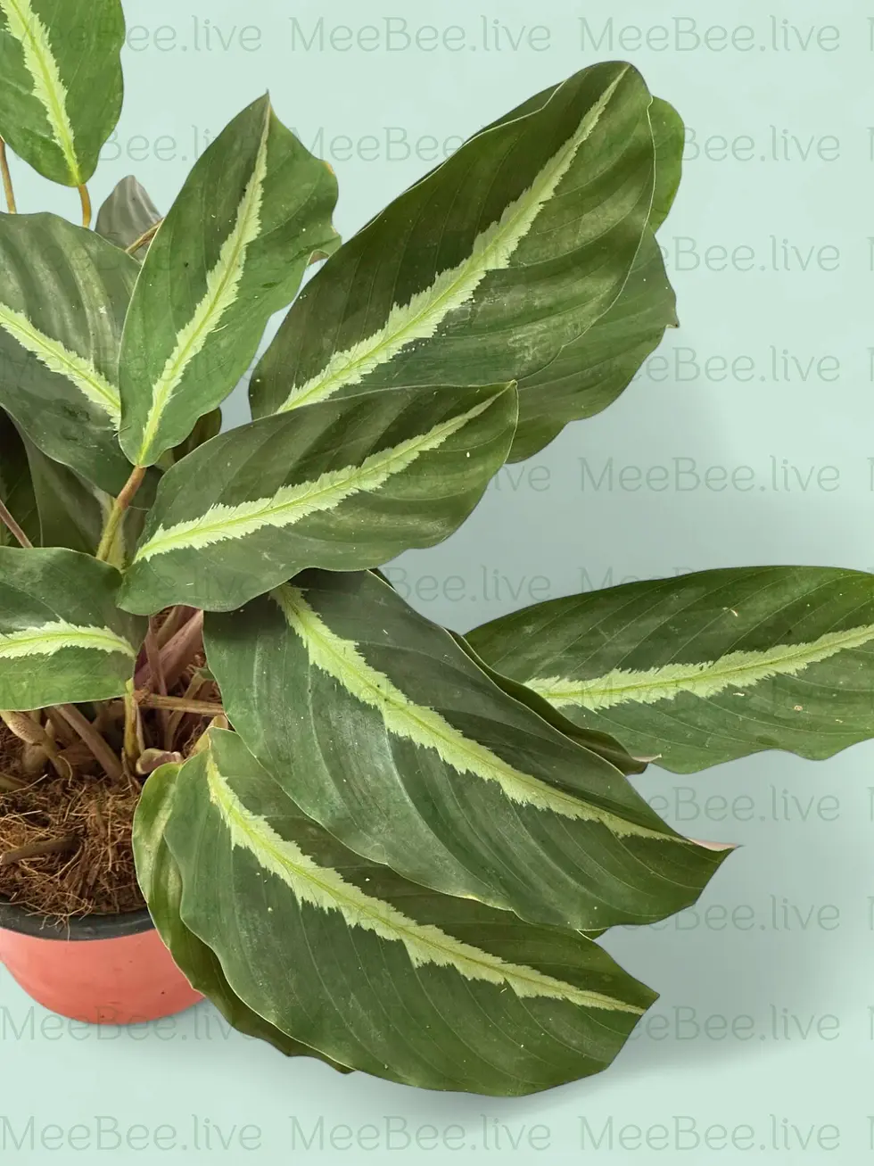 Thumbnail: Calathea Medio Picta