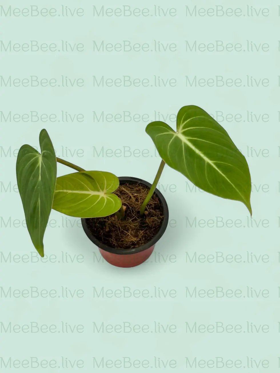 Thumbnail: Philodendron gloriosum Zebra