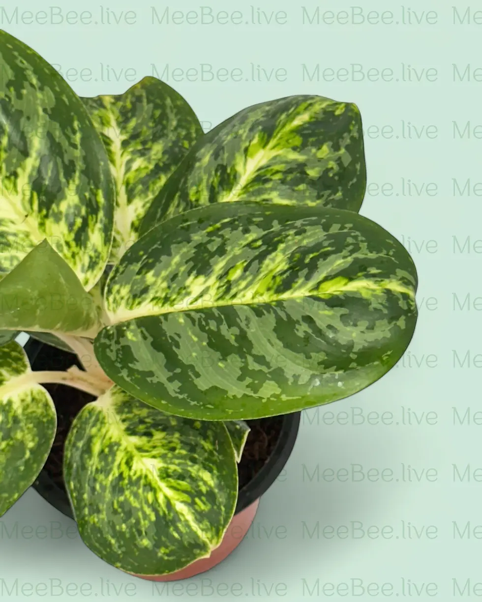 Thumbnail: Aglaonema Green Papuma