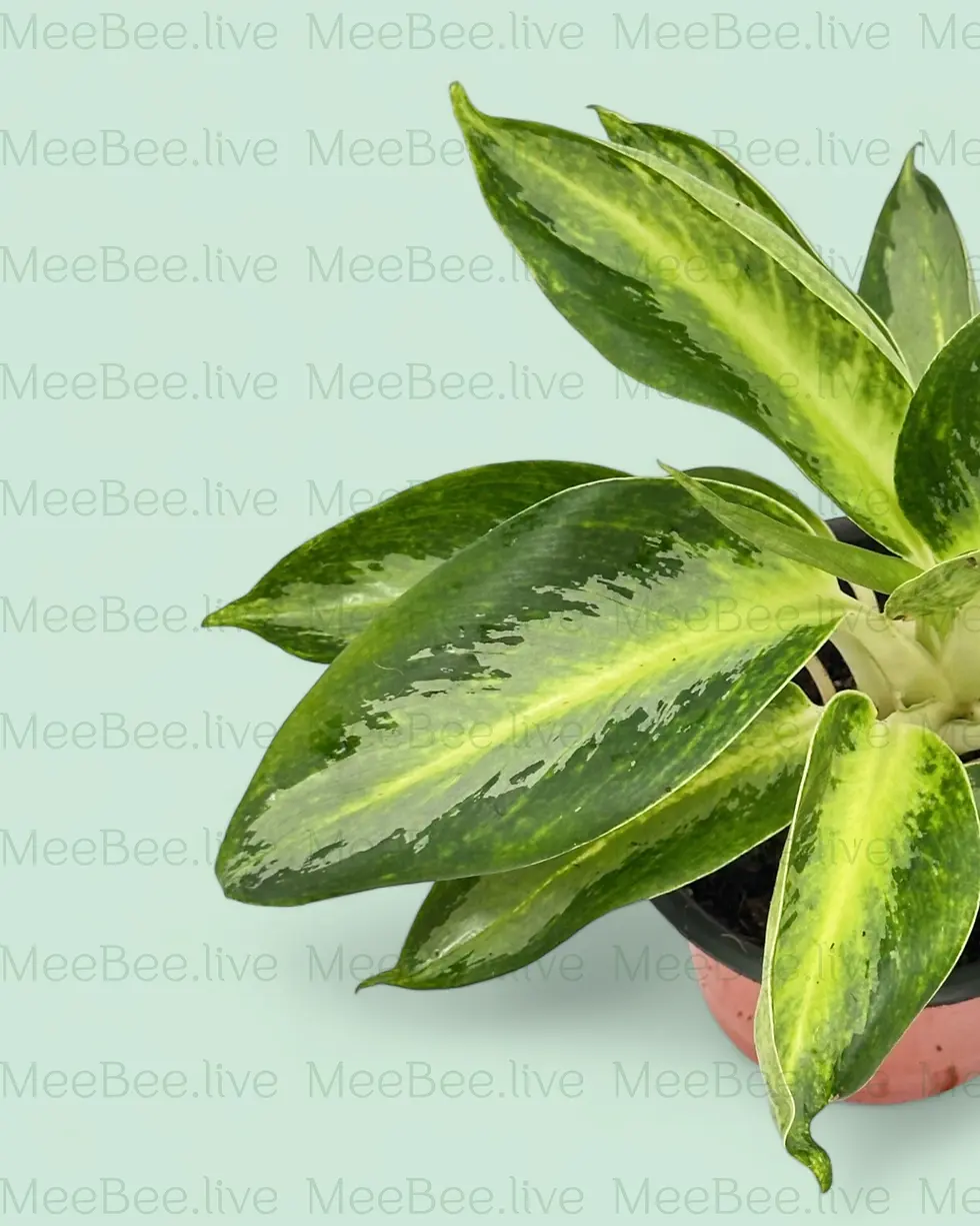 Thumbnail: Aglaonema Butter Cup