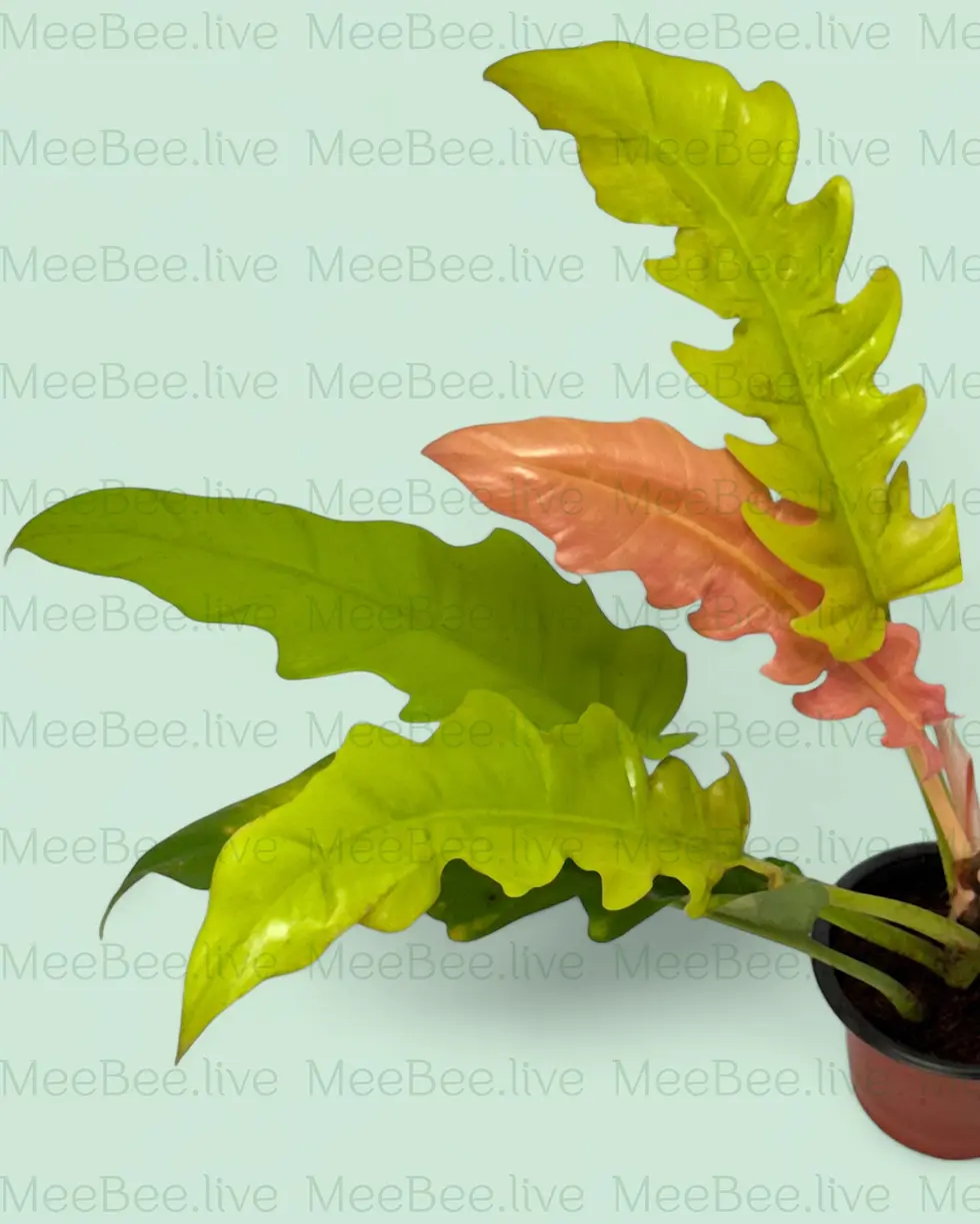 Thumbnail: Philodendron Golden Saw